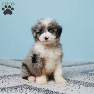 Frankie, Mini Aussiedoodle Puppy